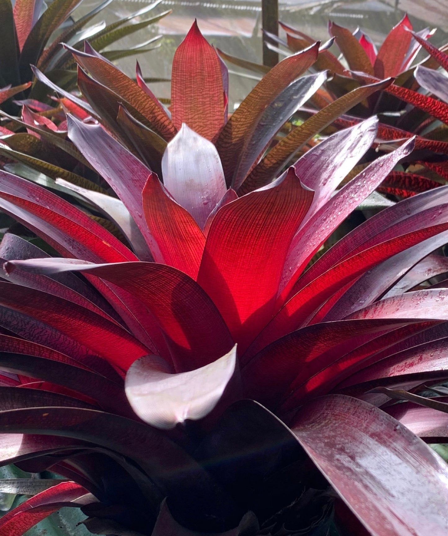 Vriesea ‘Red Dragon’