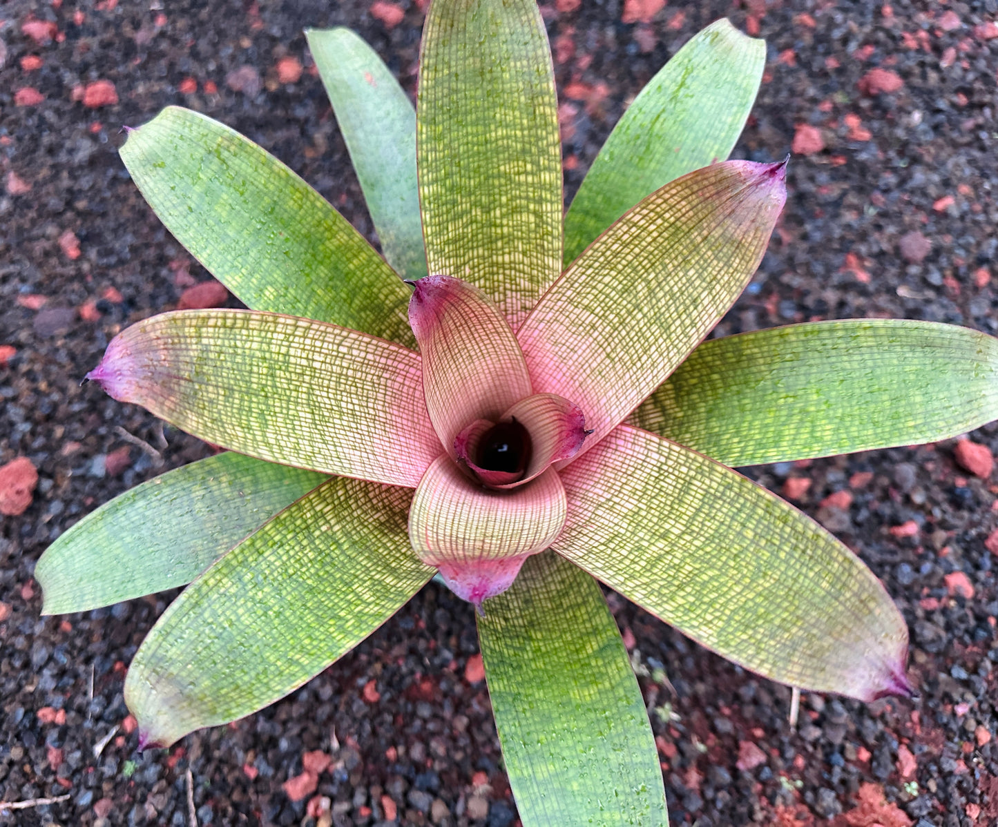 Vriesea ‘Mauna Kea’ F2