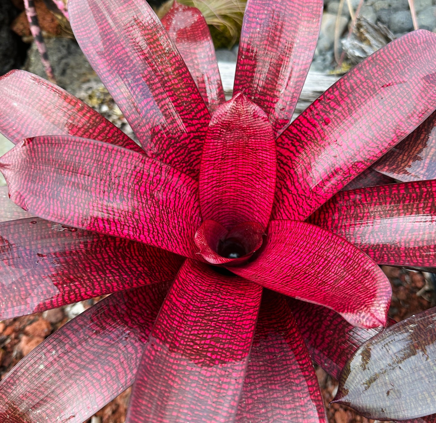 Vriesea ‘Red Samurai’ F2