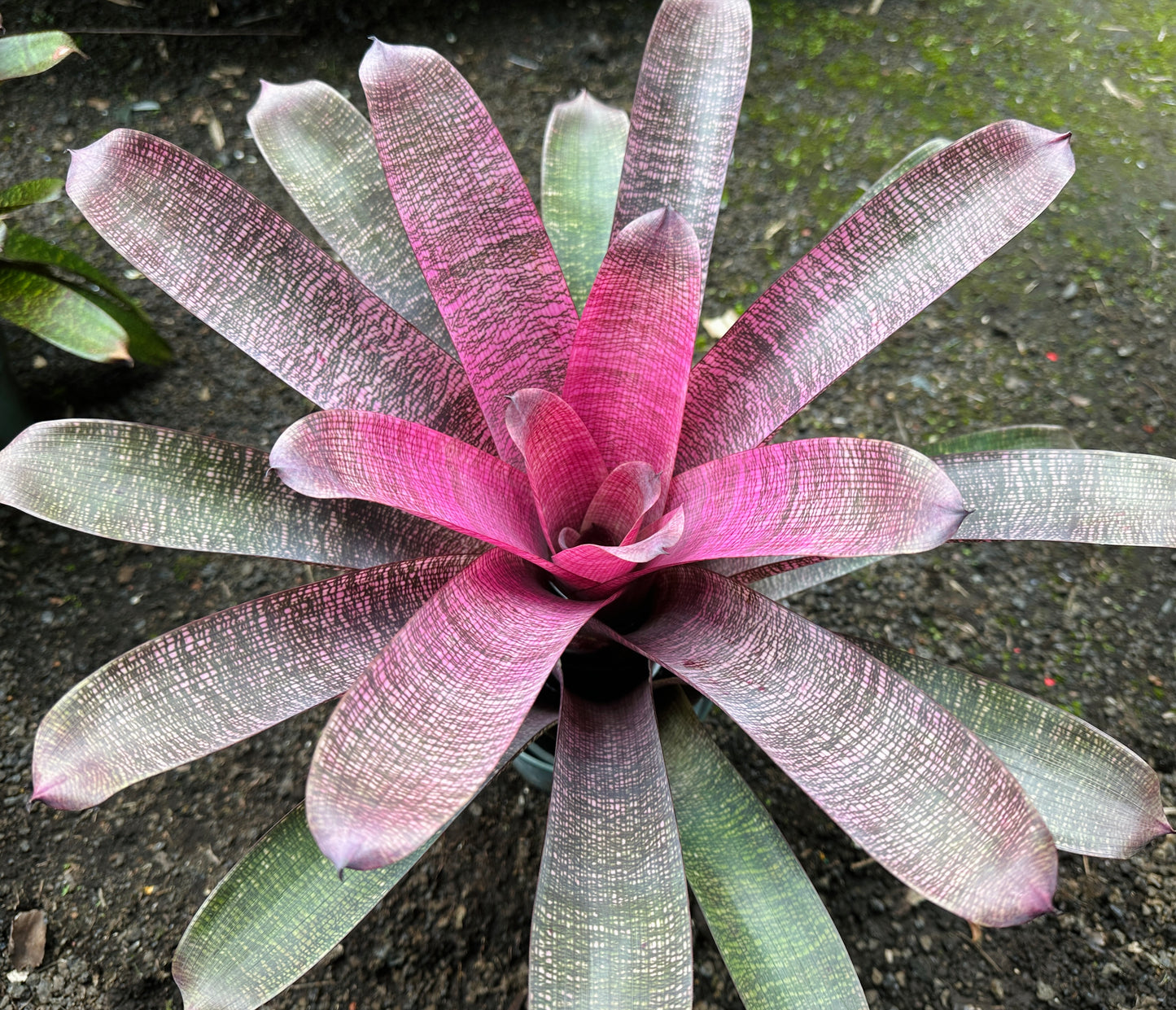 Vriesea ‘White Lighting’ hybrid x ‘Ku’ulei Mamo’
