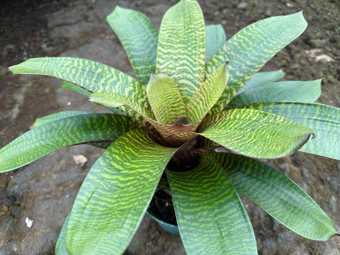 Vriesea hieroglyphica x ‘Red Dragon’
