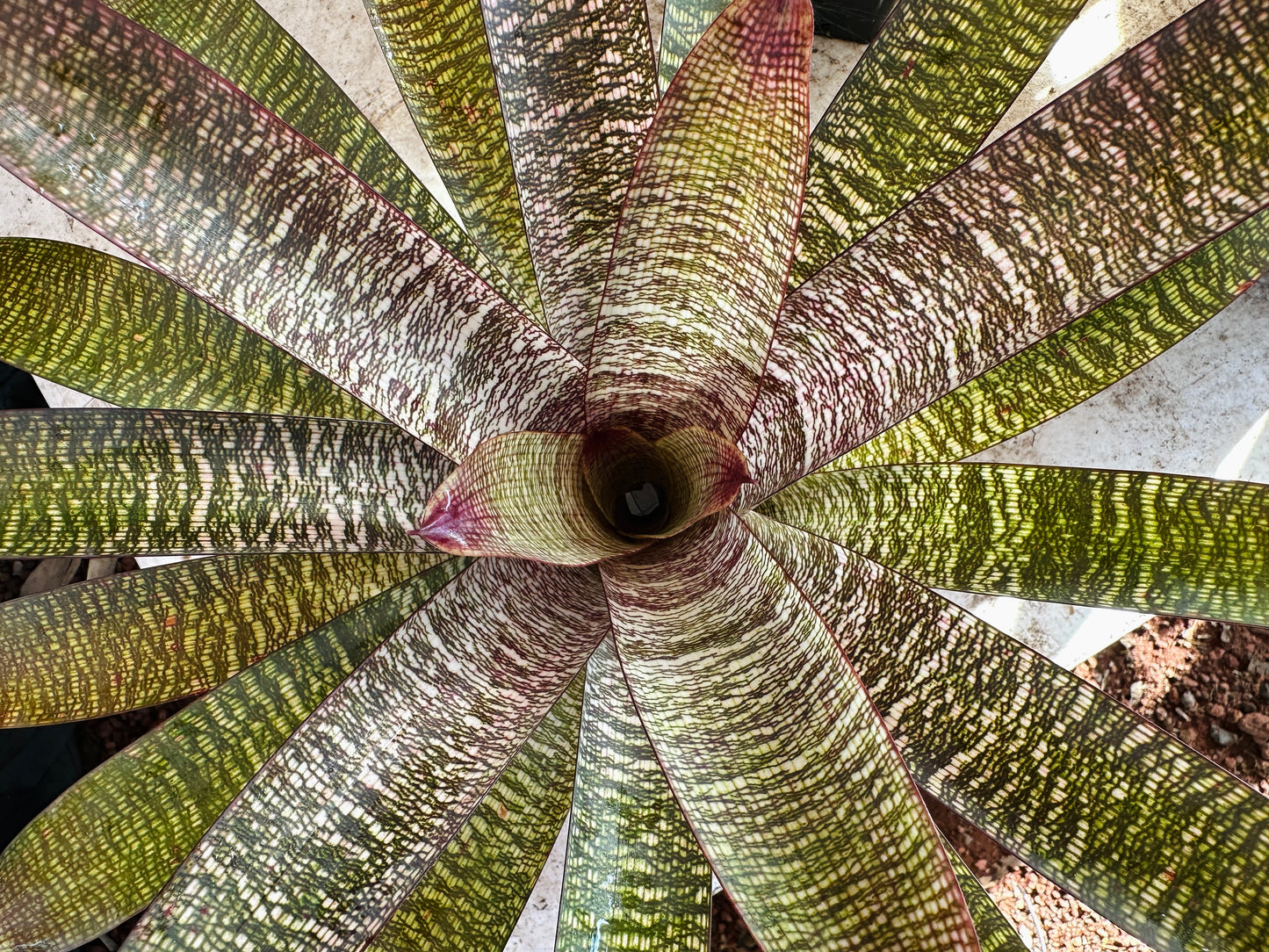 Vriesea ‘Sherlette Shiigi’ x ‘Royal Hawaiian’