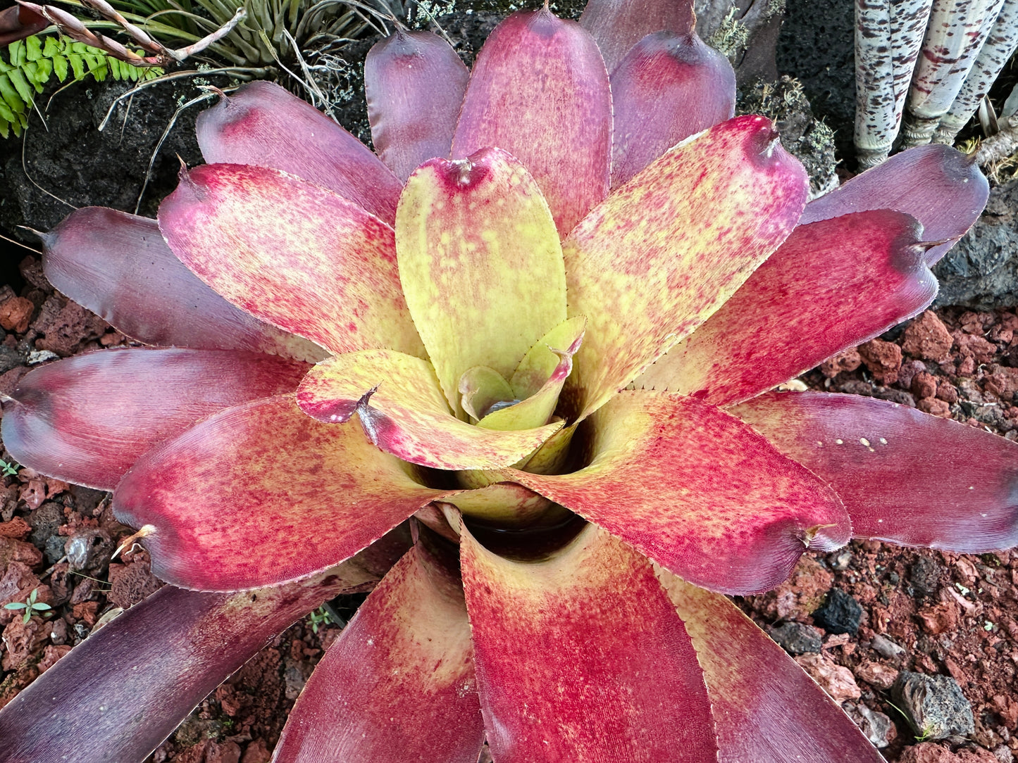 Neoregelia Gold Fever x (Carcharodon Tiger x Ornato)