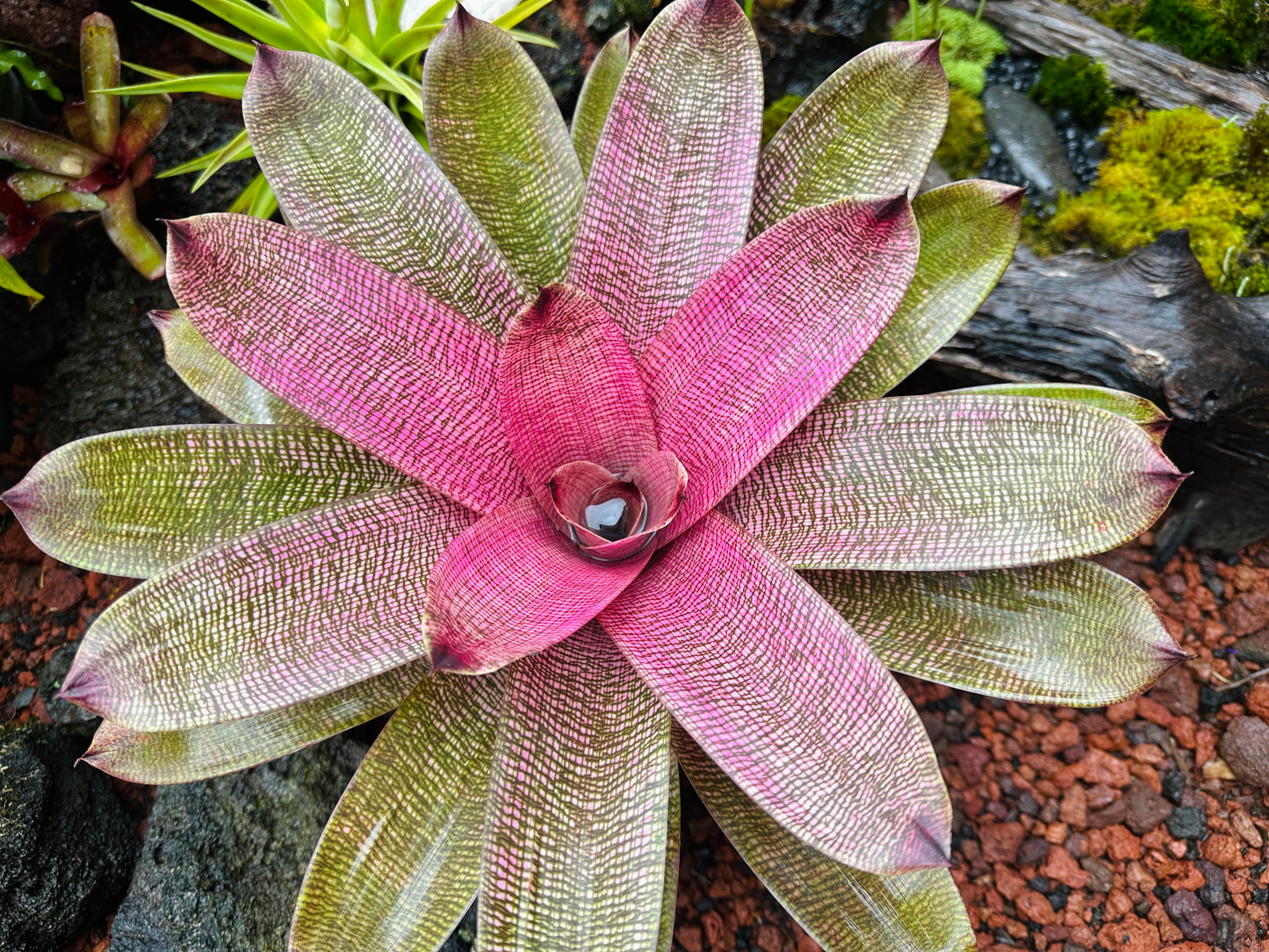 Vriesea hieroglyphica x ‘Pahoa Beauty’