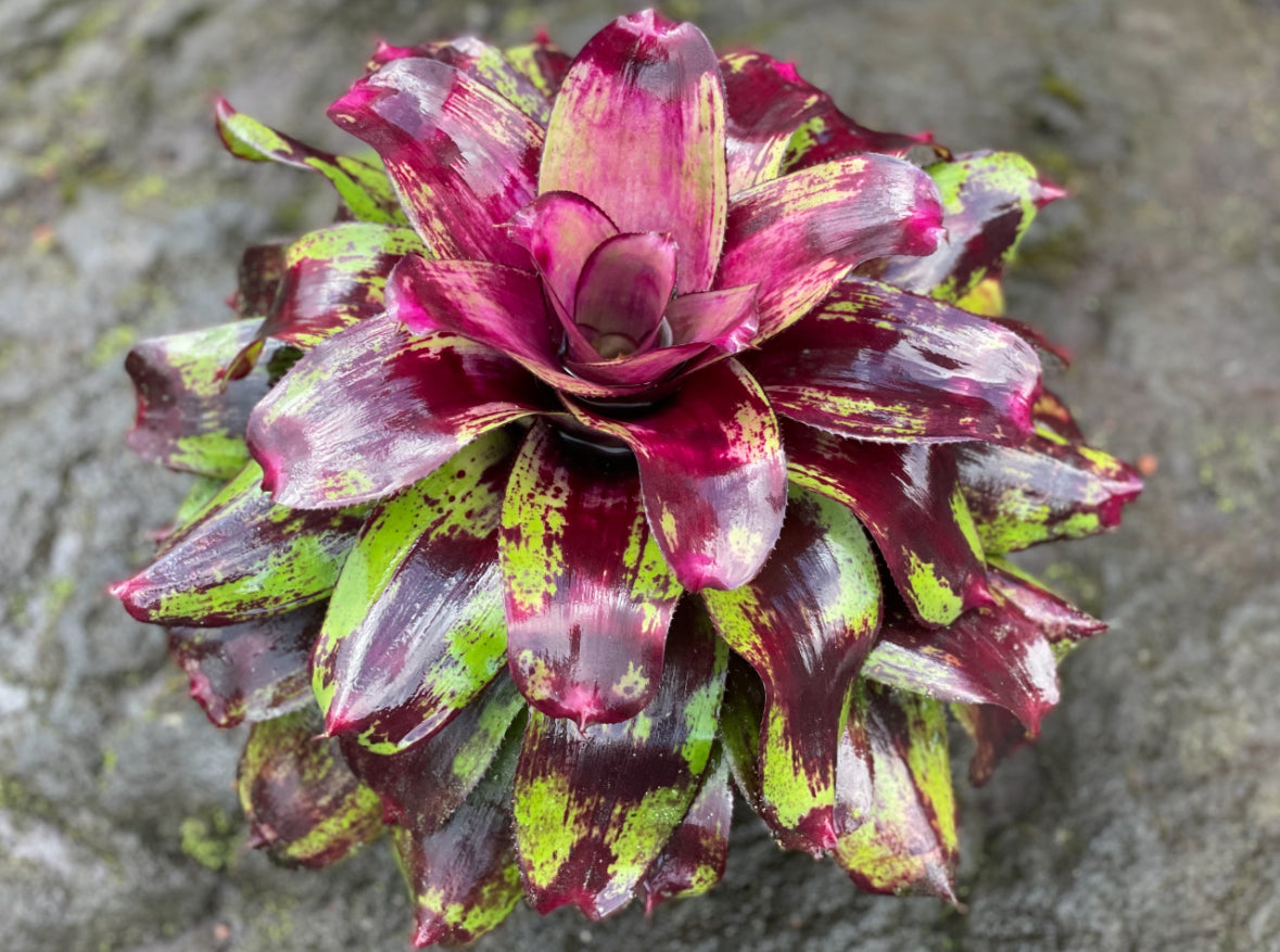 Neoregelia ‘Painted Delight’