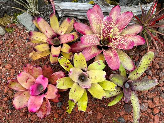 Assorted Neoregelia