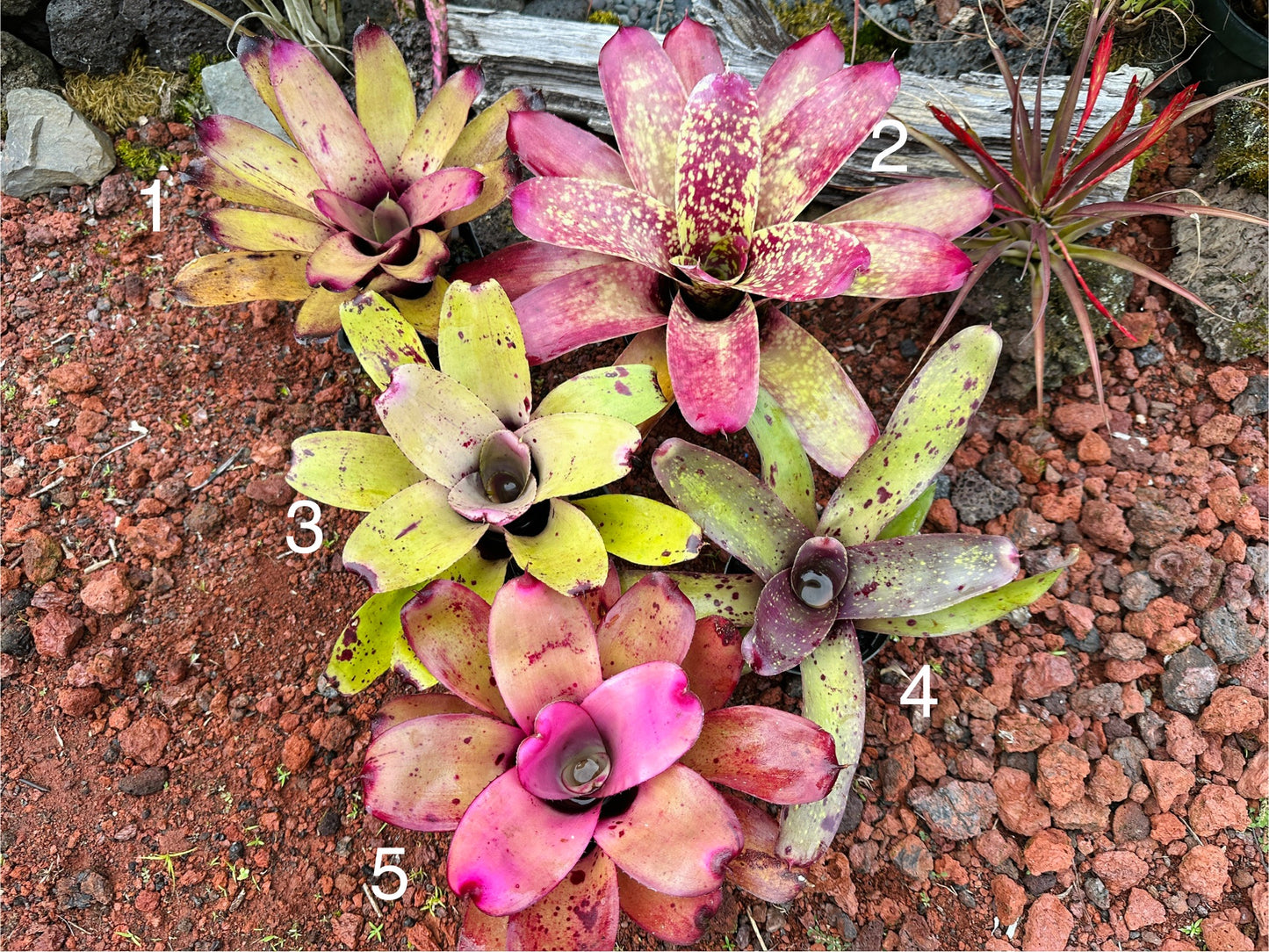 Assorted Neoregelia