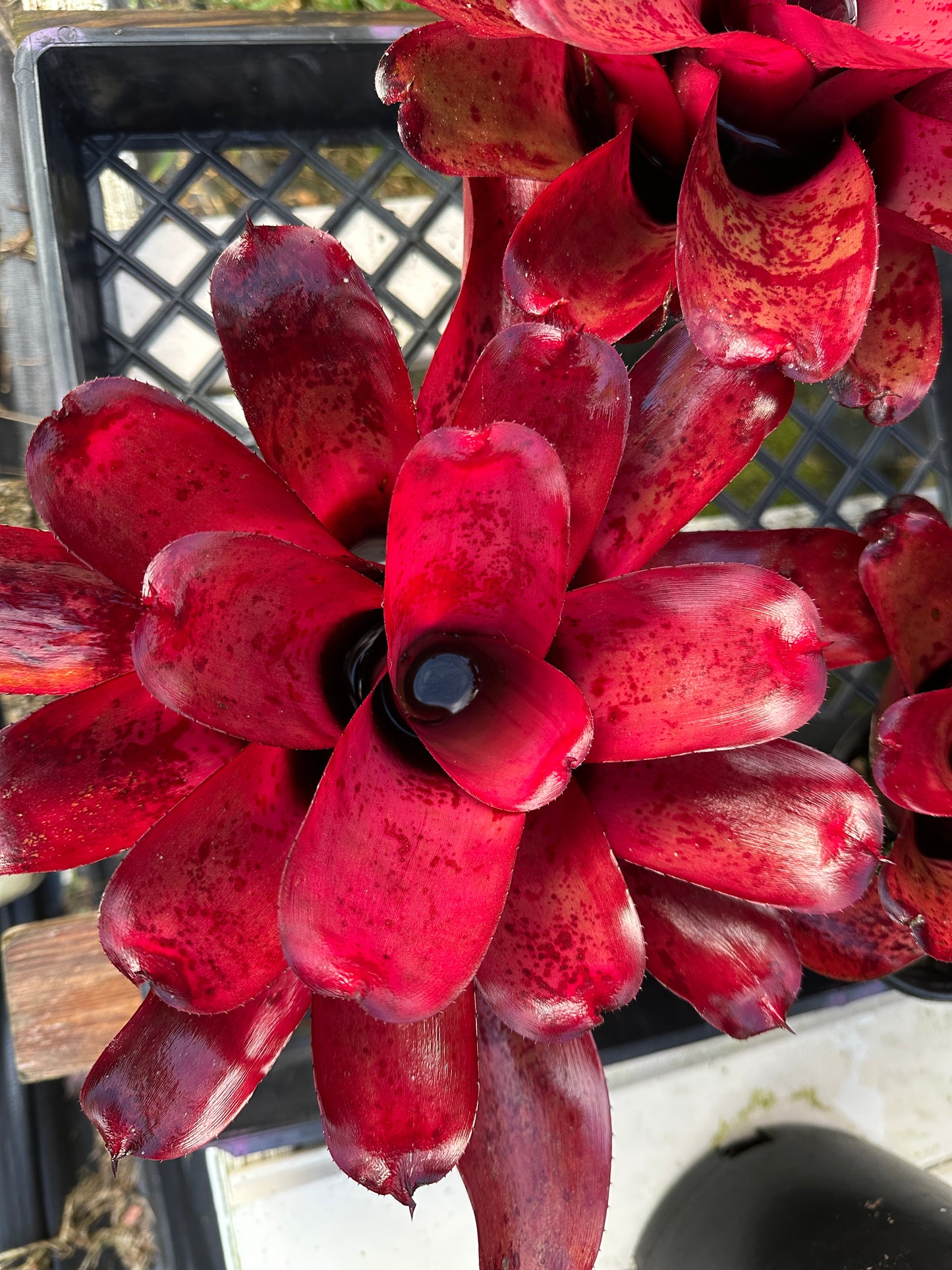 Neoregelia ‘Lana’i’