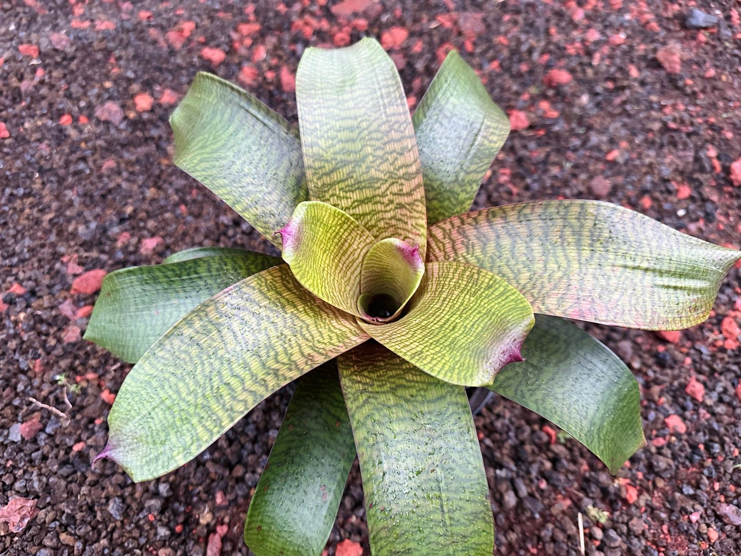 Vriesea hieroglyphica x (‘Kilauea’ x ‘Hawaiian Sunset’)