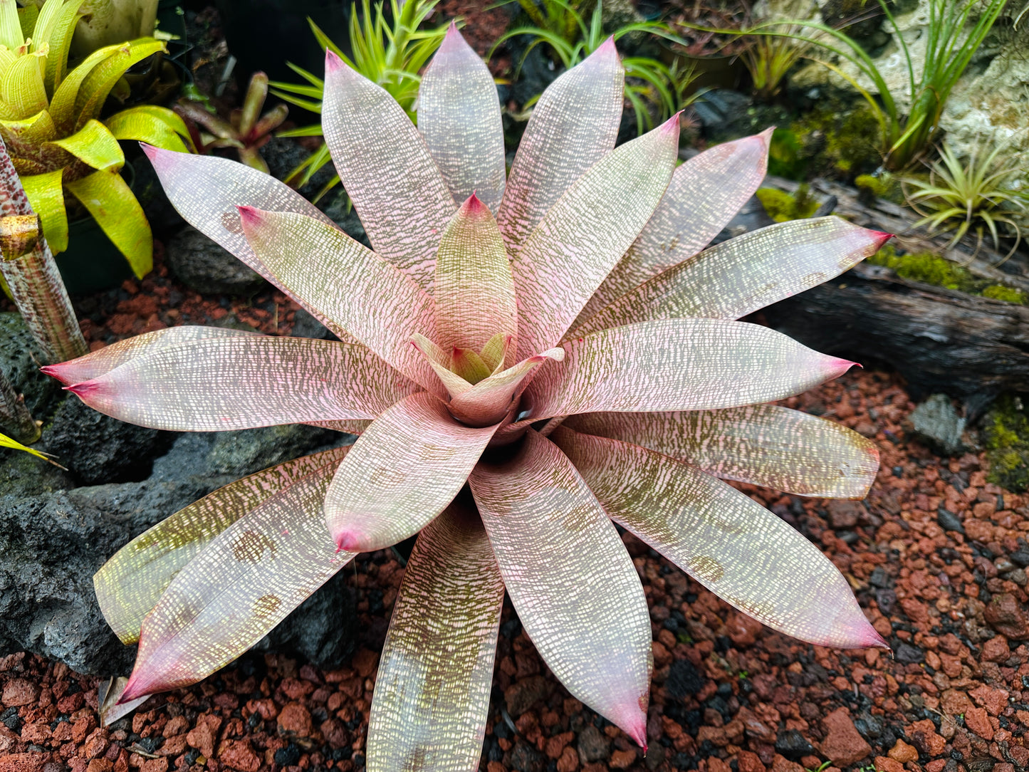 Vriesea ‘Hula Lady’