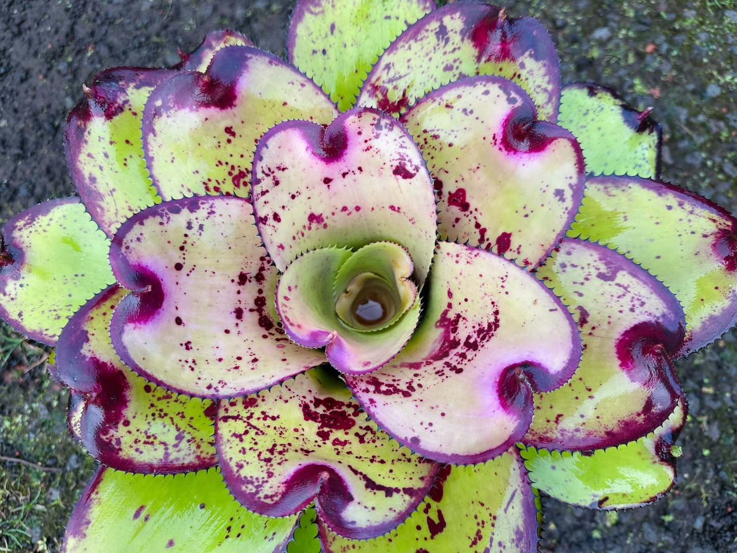 Neoregelia ‘Yokozuna’