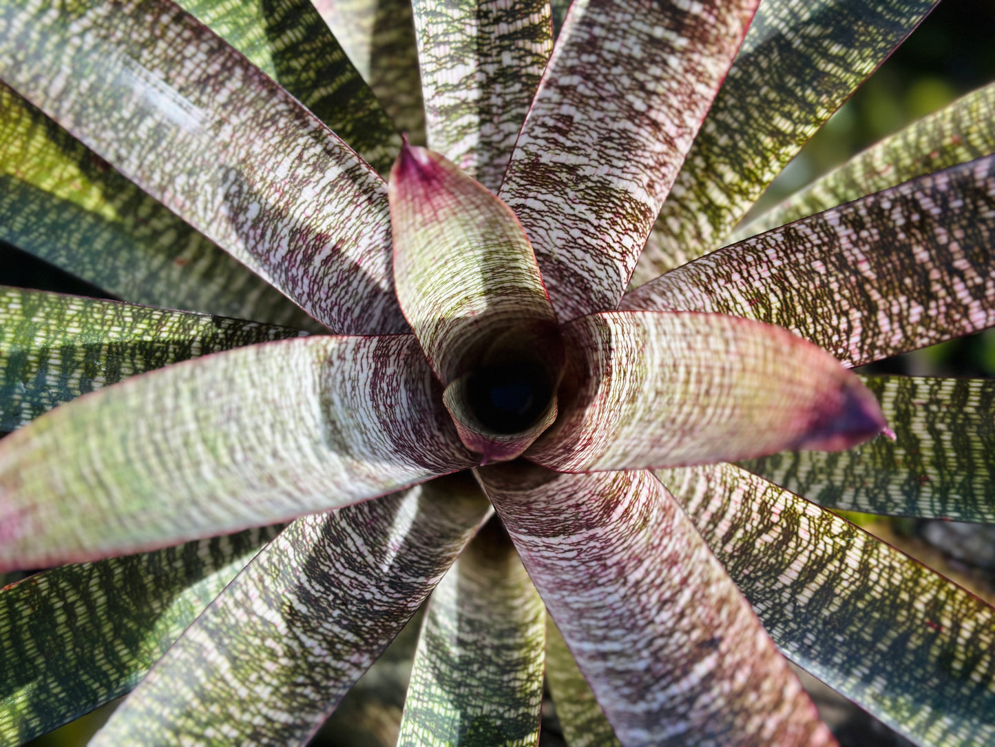 Vriesea ‘Sherlette Shiigi’ x ‘Royal Hawaiian’