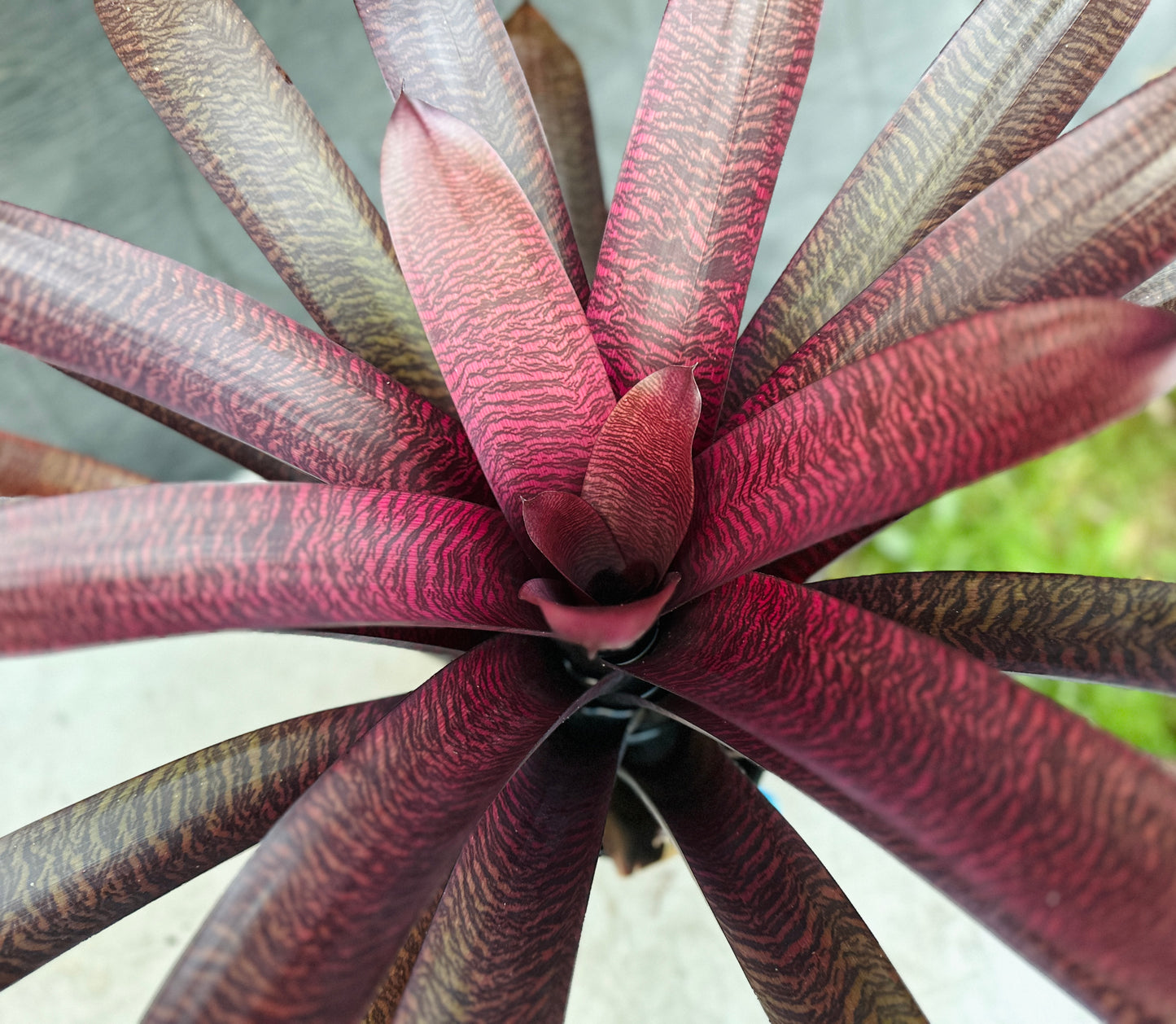 Vriesea ‘Hawaiian Tiger’