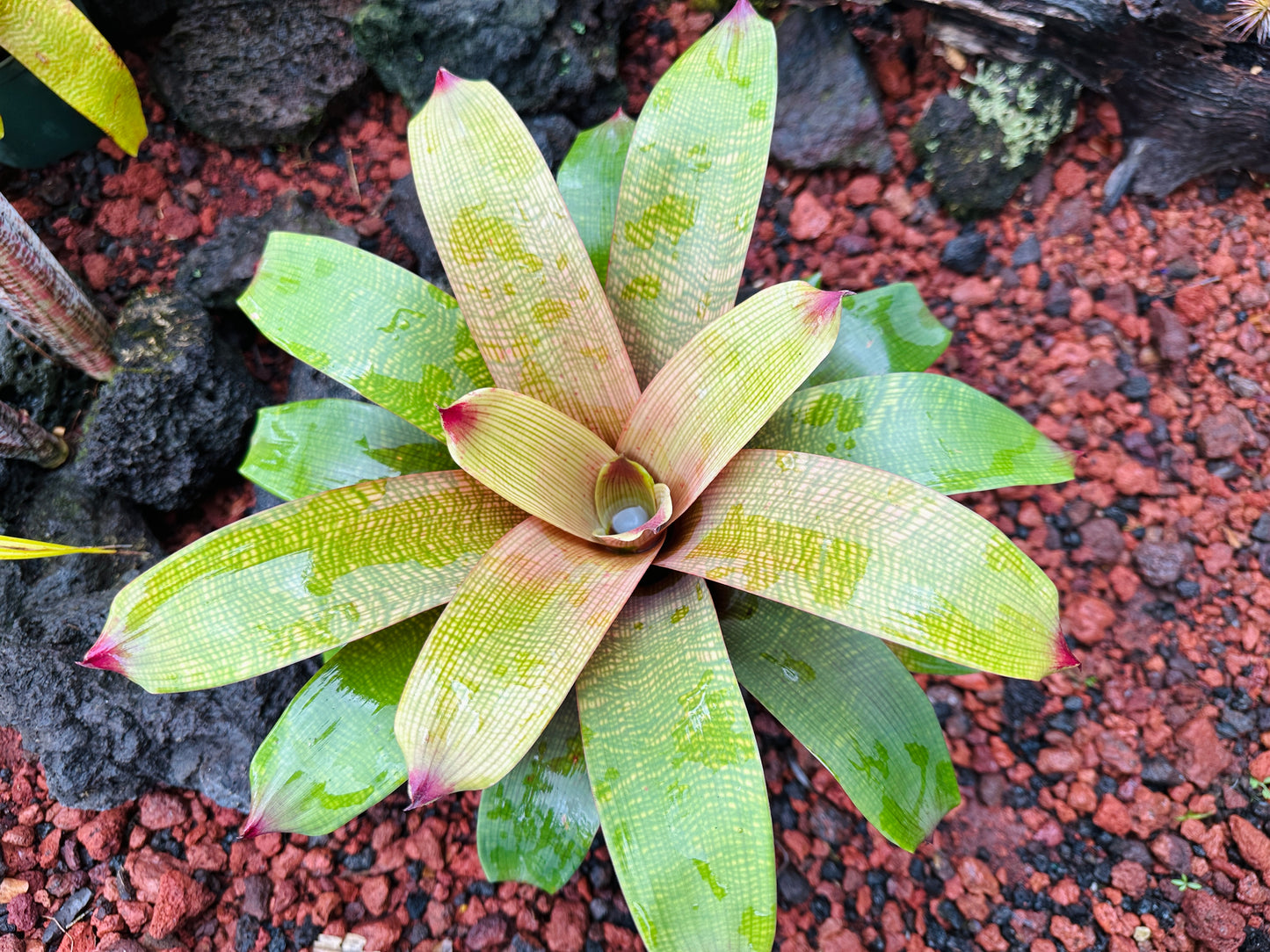 Vriesea fenestralis x ‘Golden Warrior’