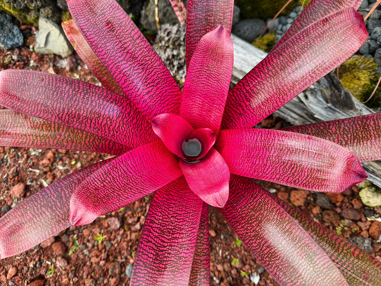 Vriesea ‘Red Samurai’ F2