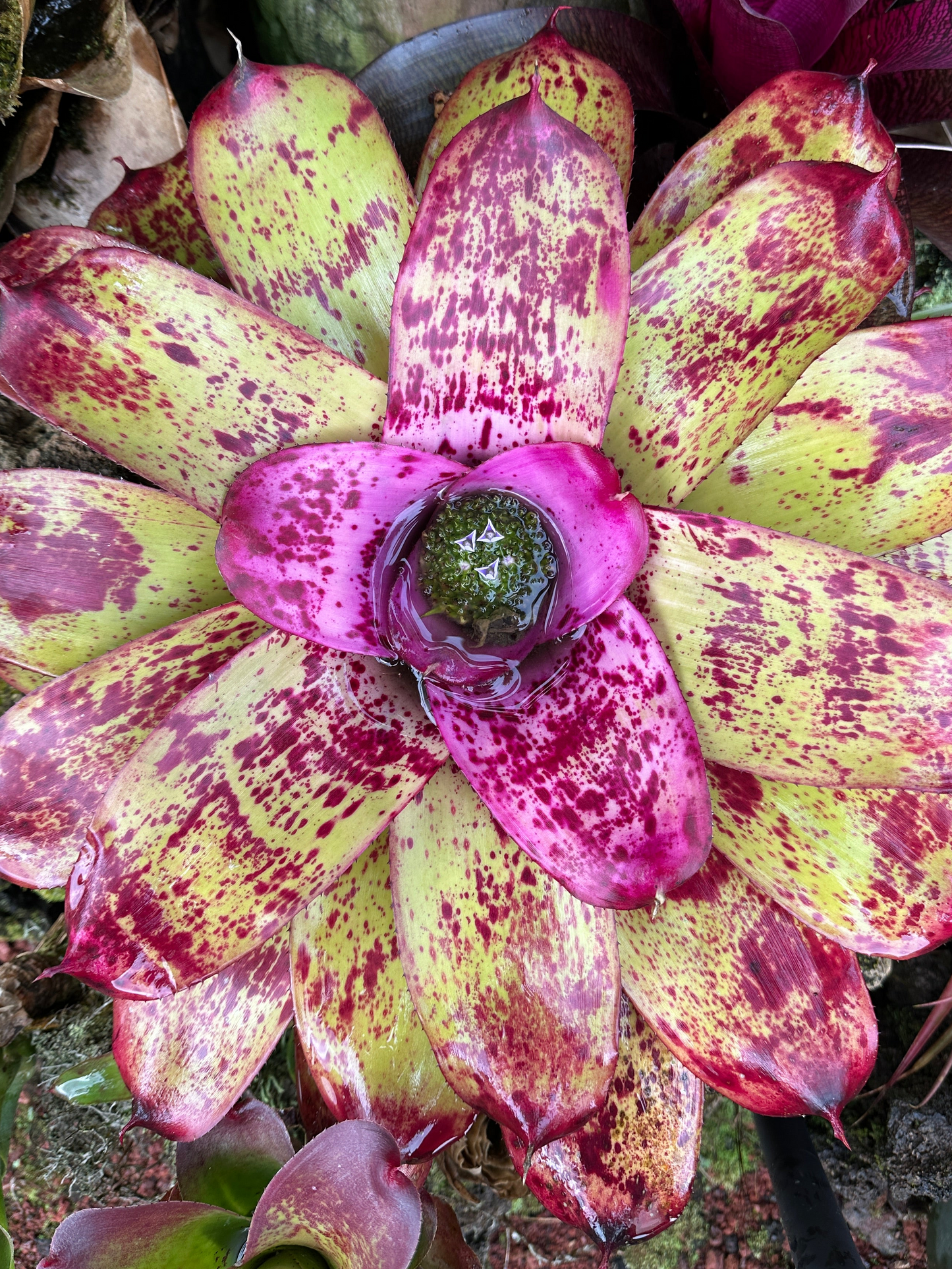 Neoregelia ‘Princess Annique’