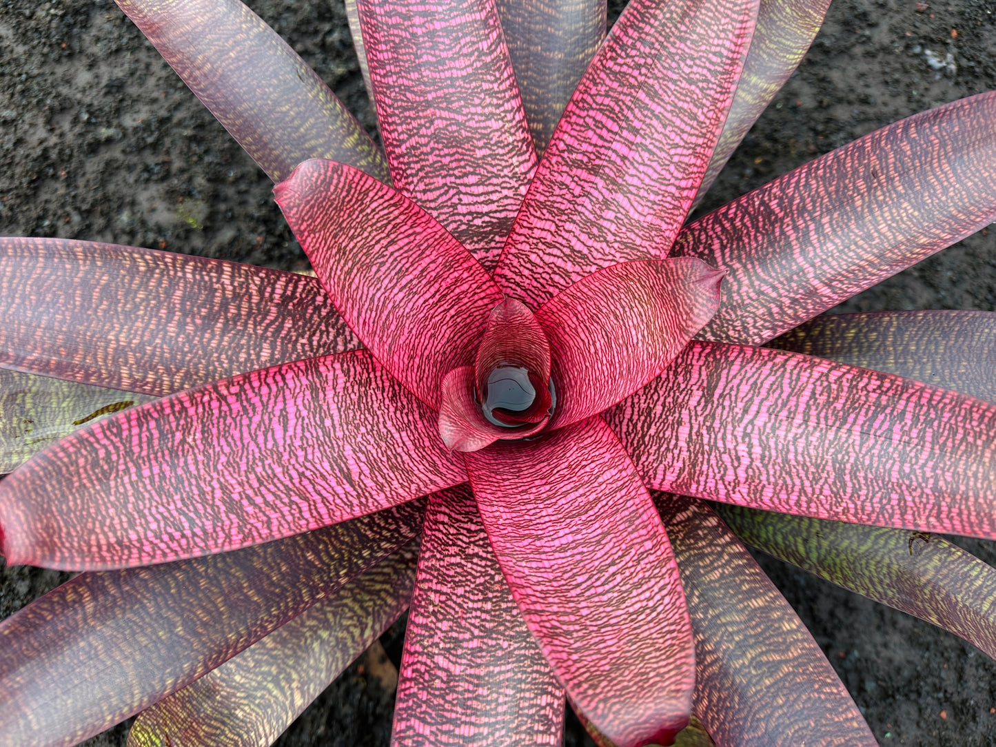 Vriesea ‘Kilauea’ x ‘White Lighting’