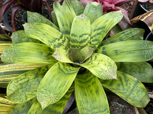 Vriesea hieroglyphica