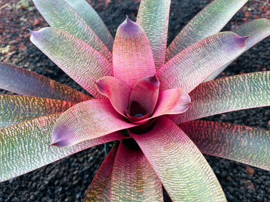 Vriesea ‘Hawaiian Pink Lady’ F2