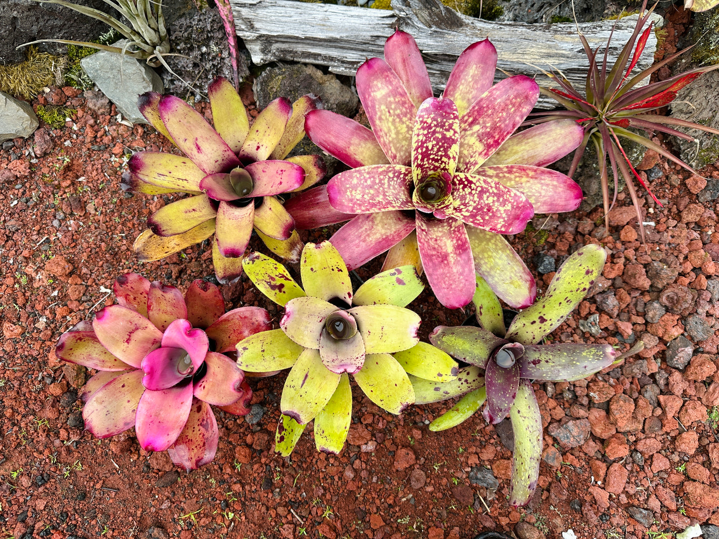 Assorted Neoregelia