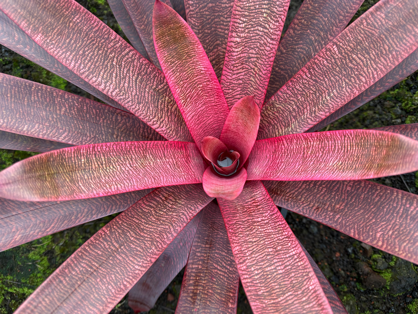 Vriesea ‘Panaewa Beauty’