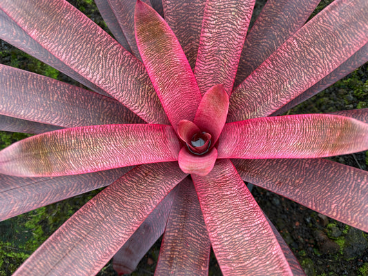 Vriesea ‘Panaewa Beauty’