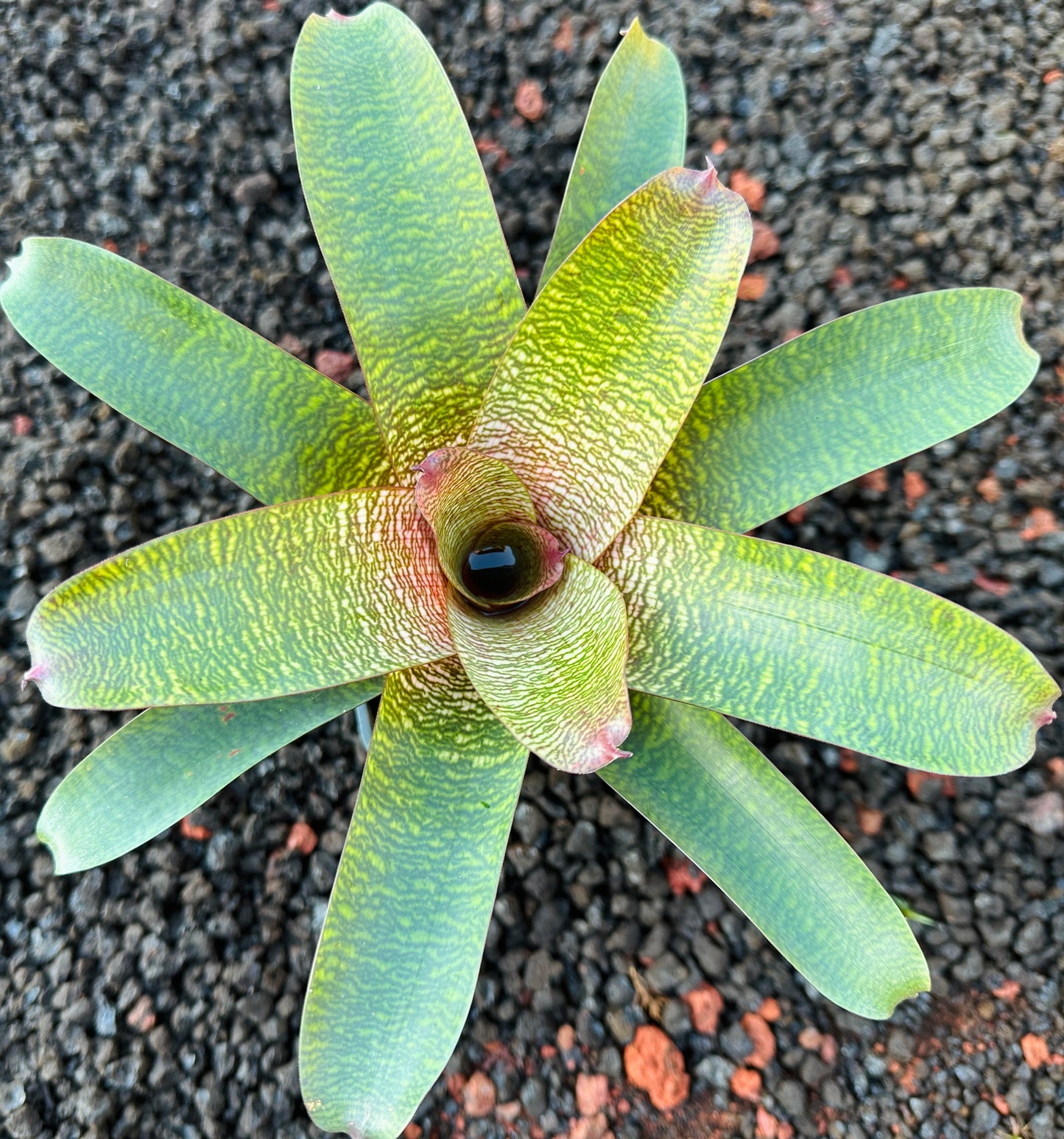 Vriesea ‘Patrice’ x ‘Tokyo Dawn’