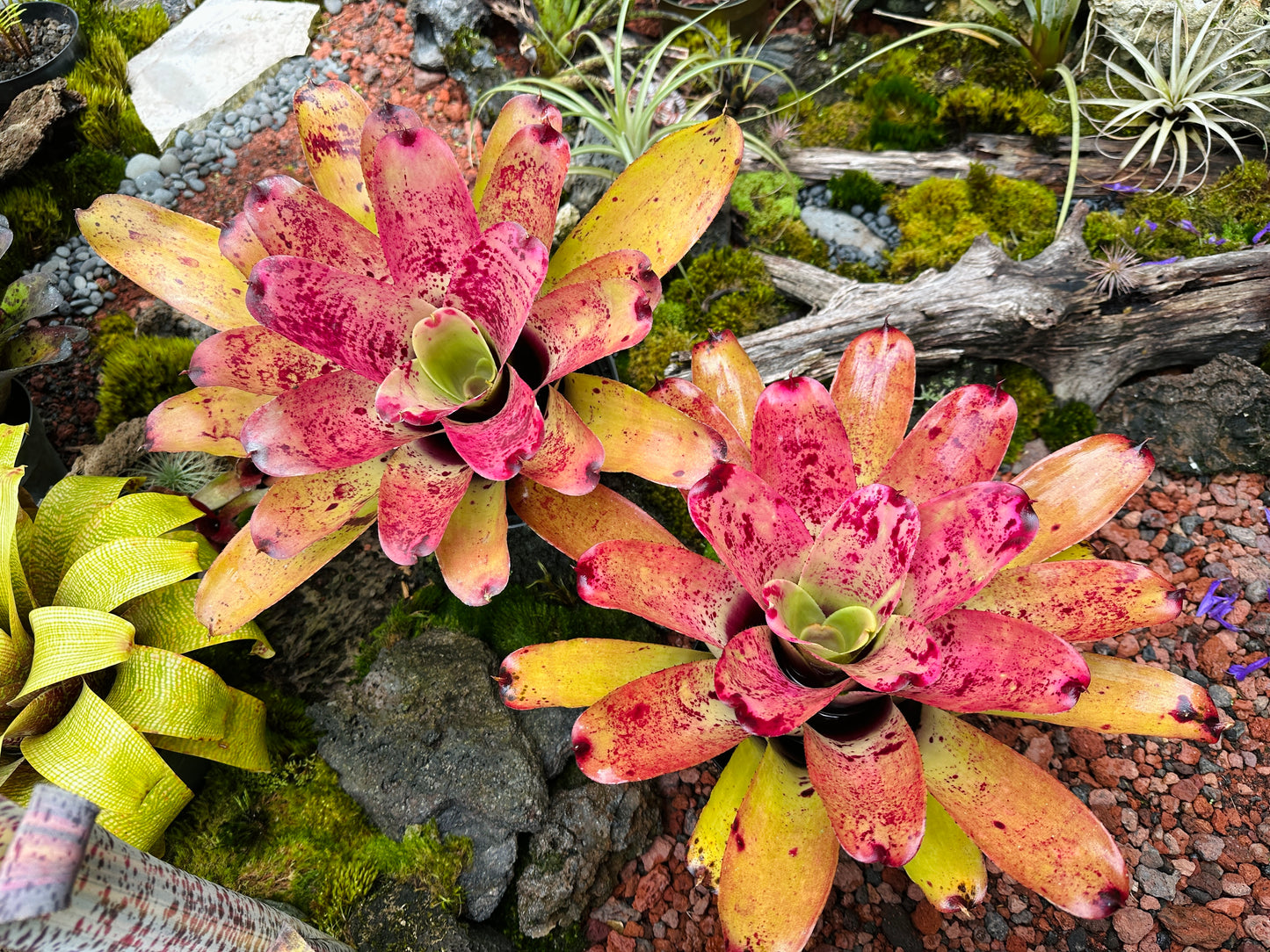 Neoregelia ‘Sao Paulo’ x ‘Arla Rutledge’