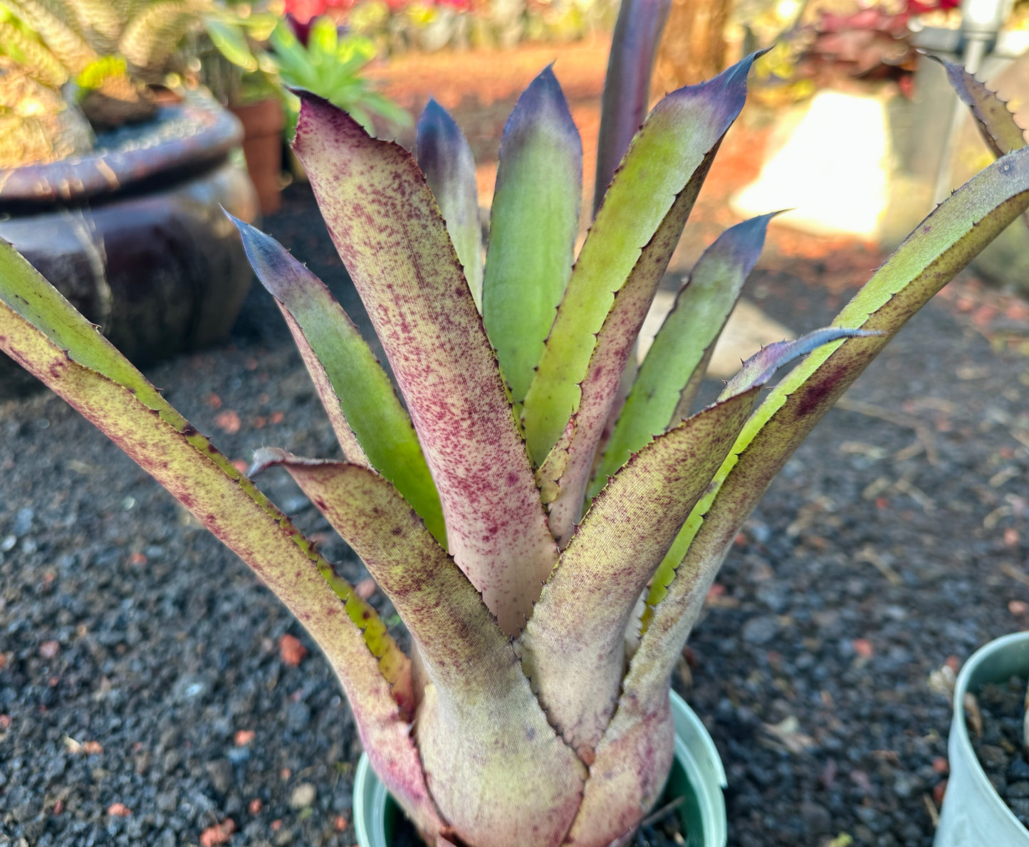 Hohenbergia ‘Goblet’