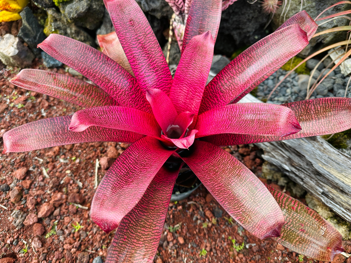 Vriesea ‘Red Samurai’ F2