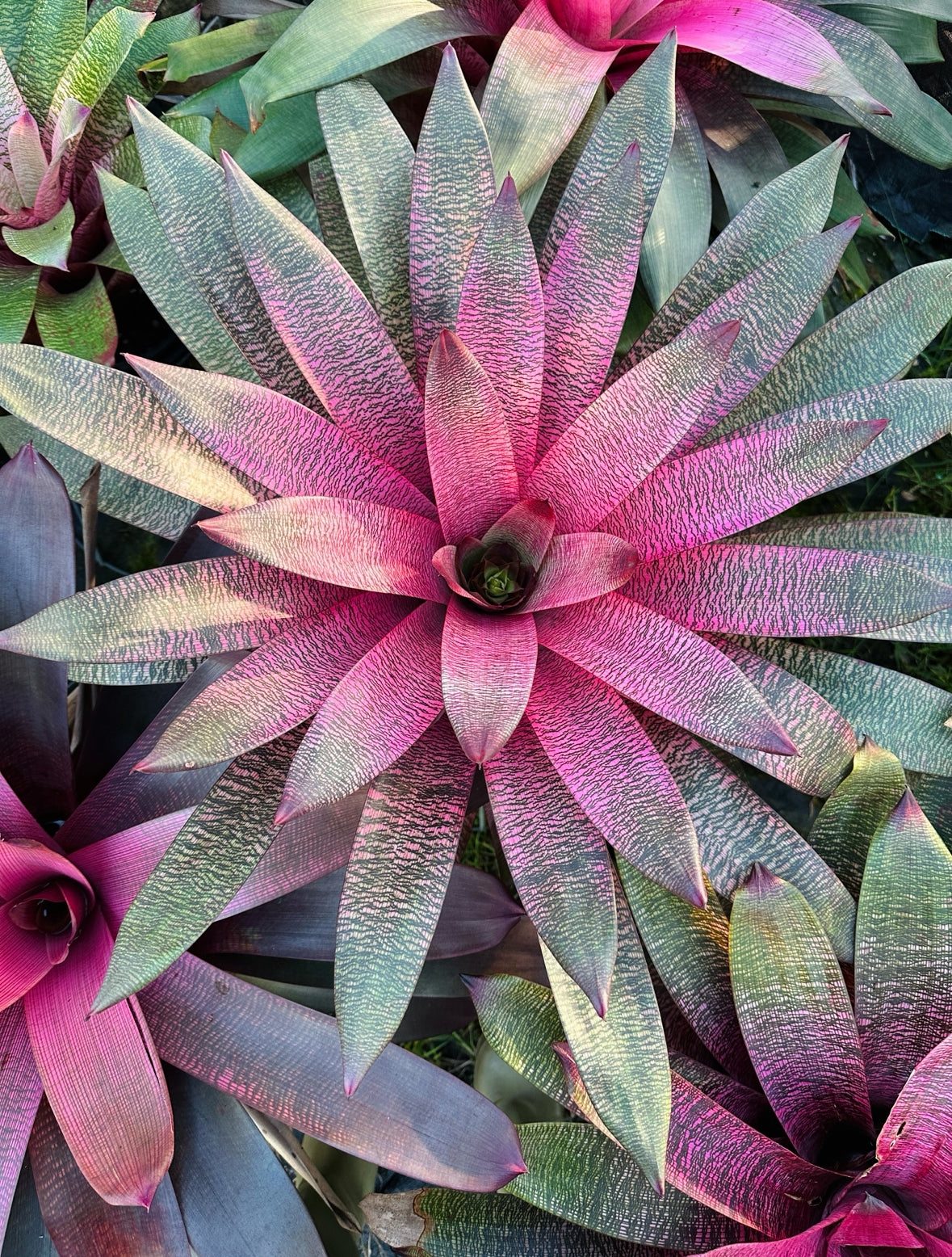 Vriesea ‘Kelci Shiigi’