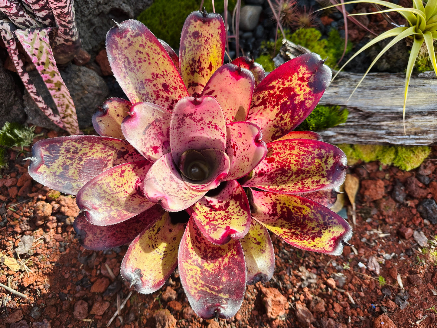 Neoregelia hybrid