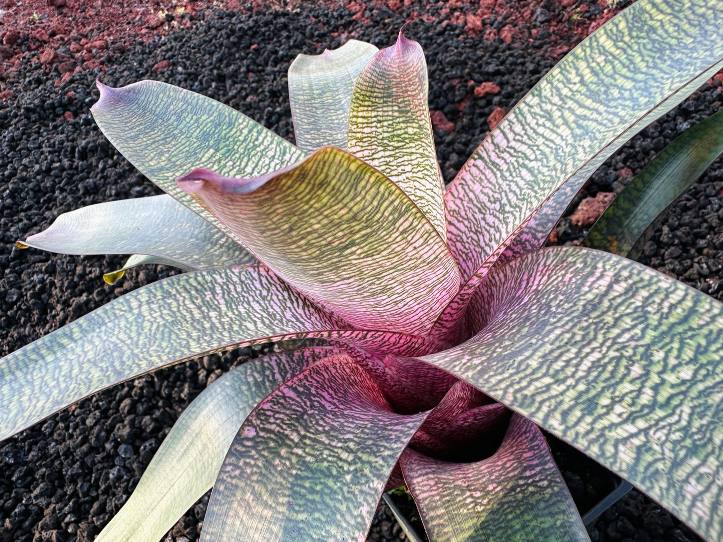 Vriesea ‘Pretty in Pink’ Hybrid