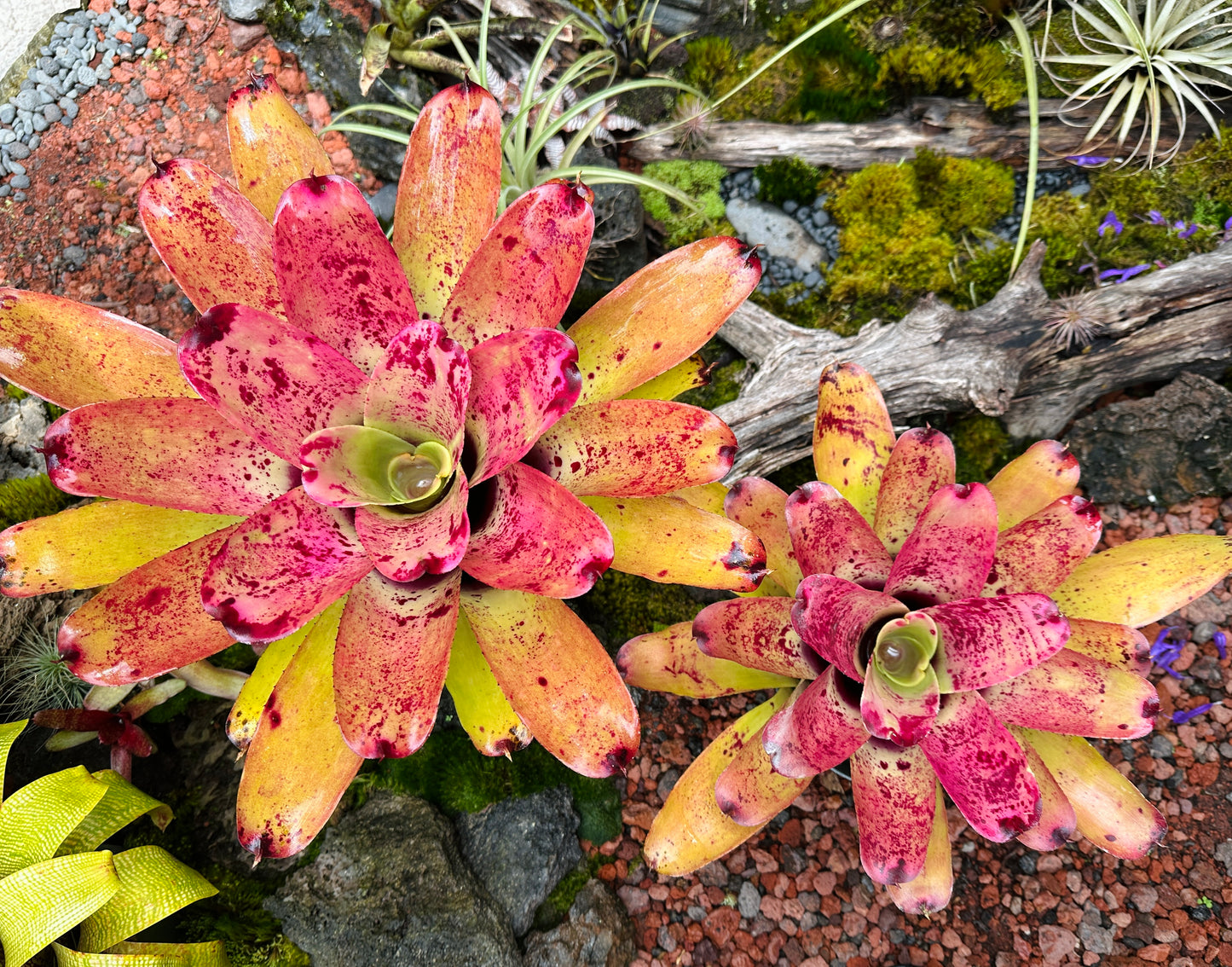 Neoregelia ‘Sao Paulo’ x ‘Arla Rutledge’