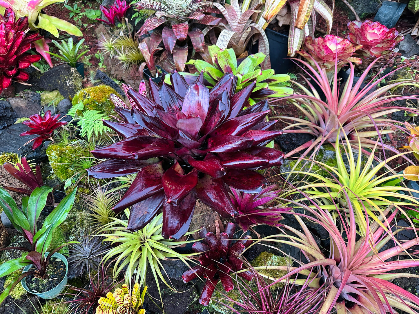 Neoregelia ‘King Kamehameha II’