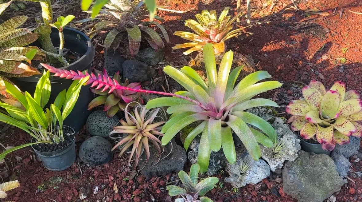 Vriesea ‘Annique’