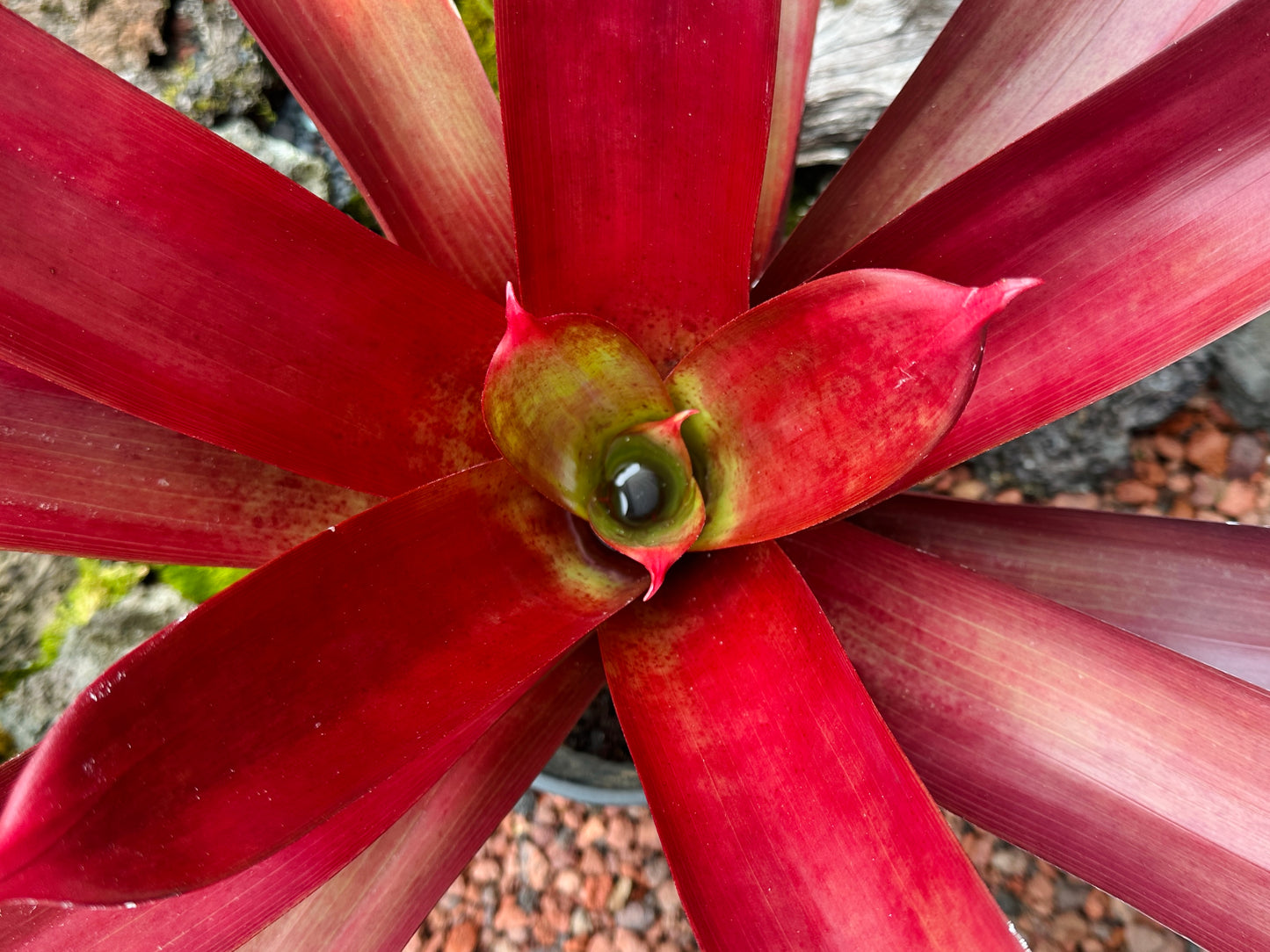 Alcantarea vinicolor ‘Hawaiian Red’