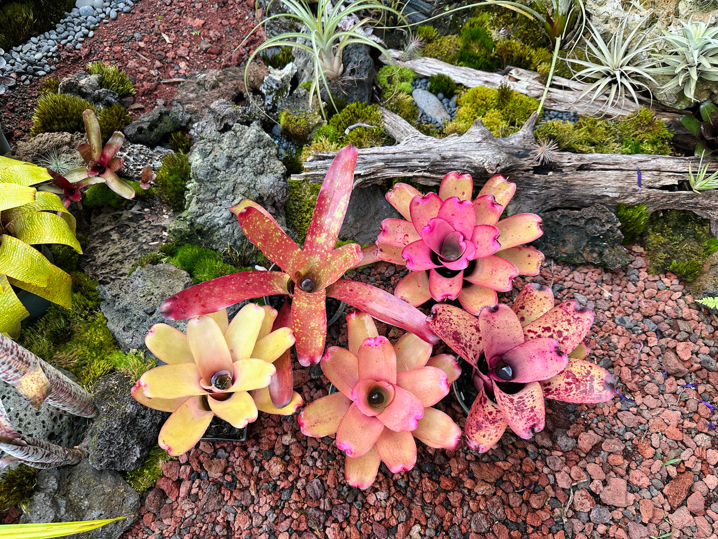 Assorted Neoregelia