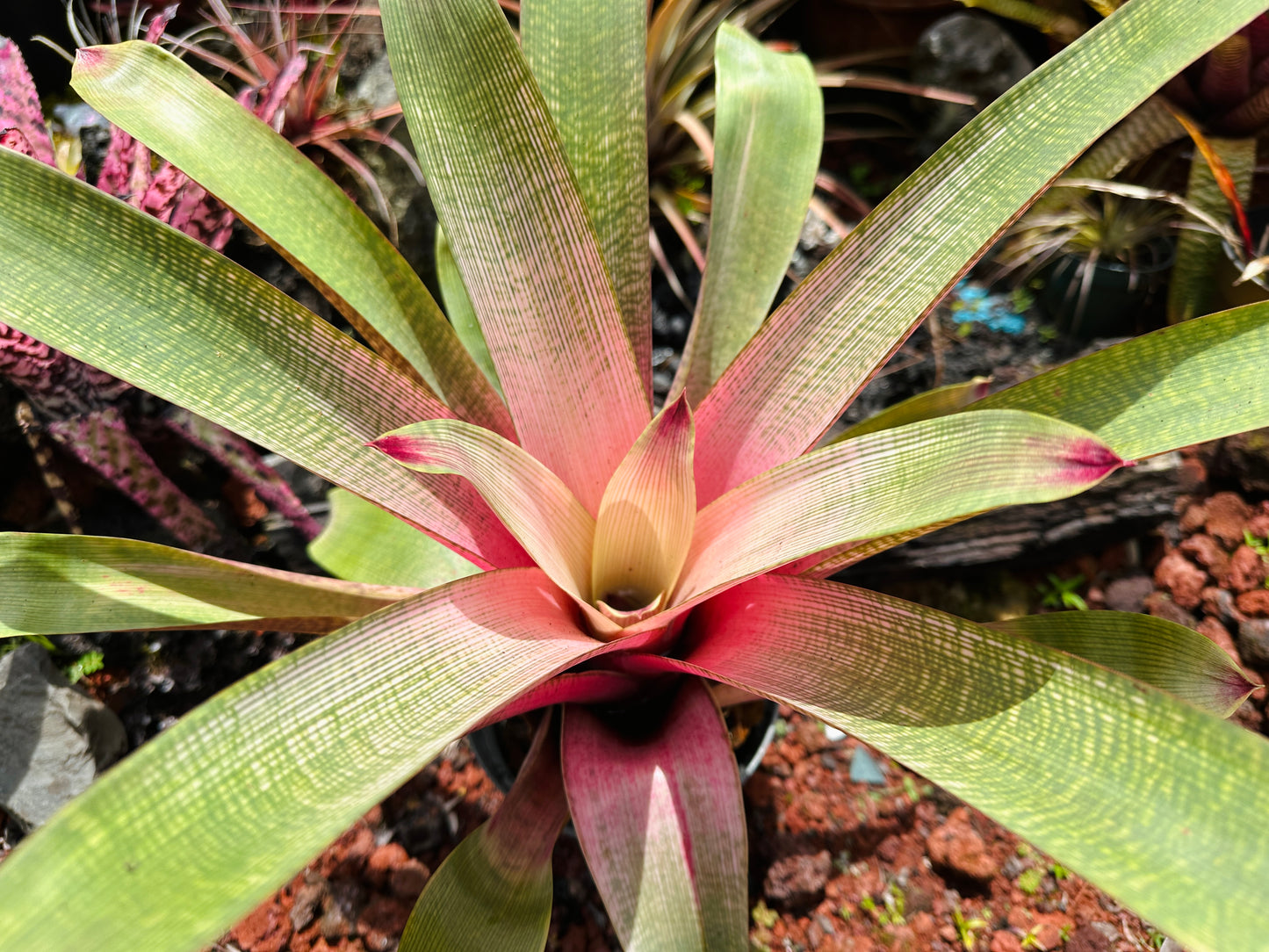 Vriesea ‘Hilo Rainbow’