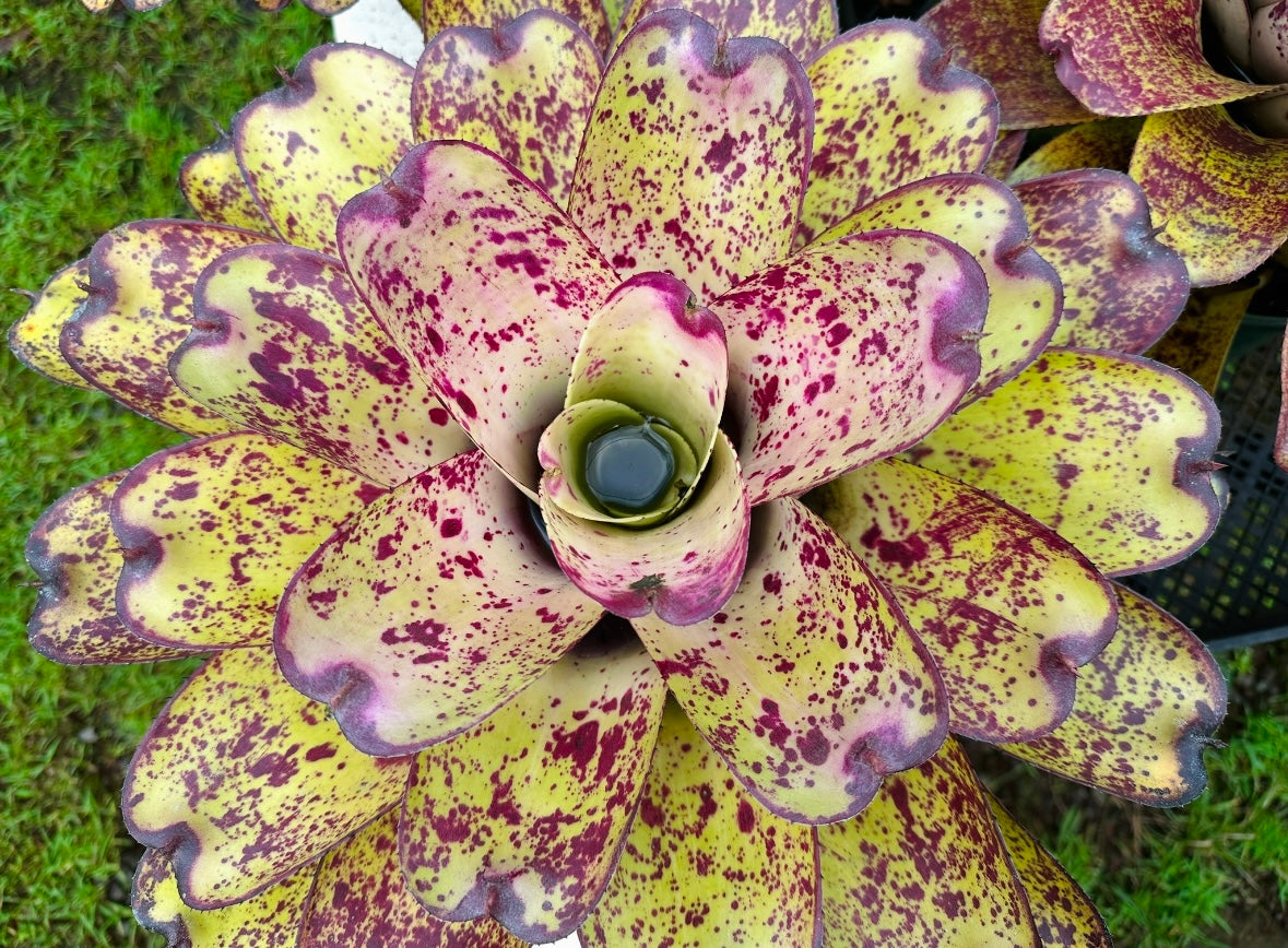 Neoregelia ‘Hawaiian Starlight’