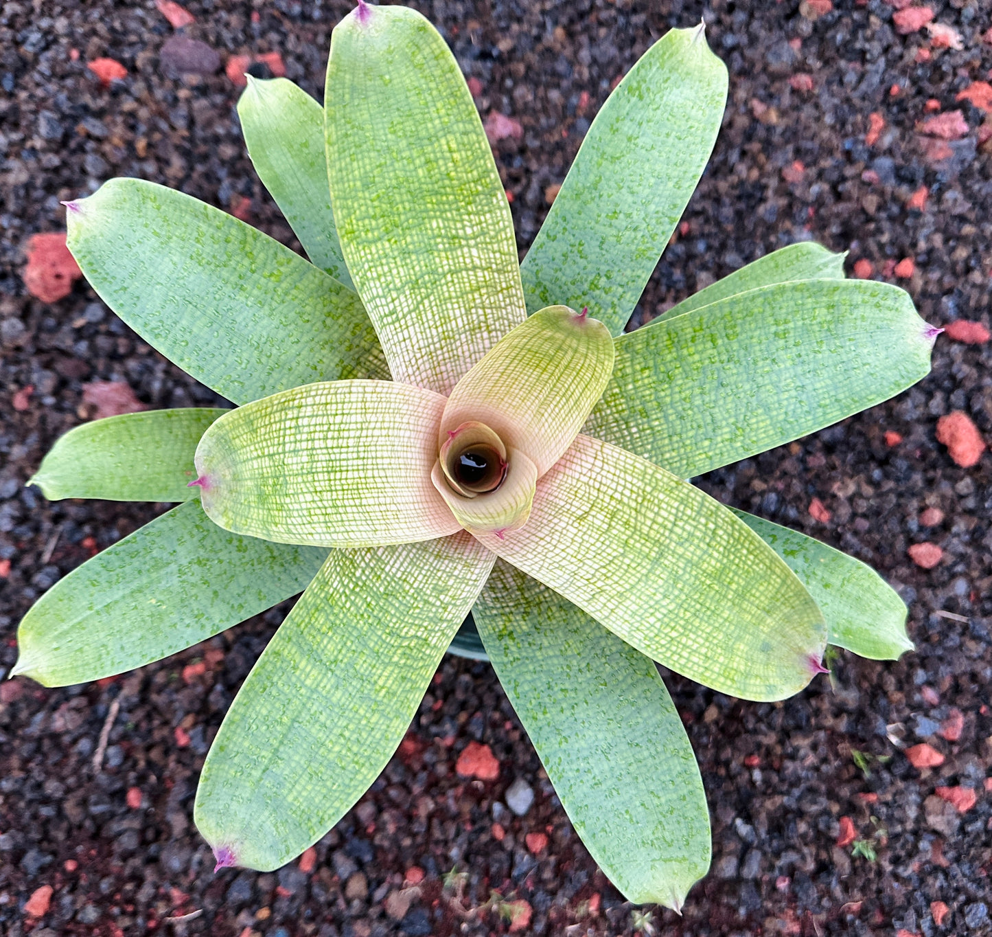 Vriesea ‘Pride of Hilo’ F2 x ‘Winds of Mauna Kea’