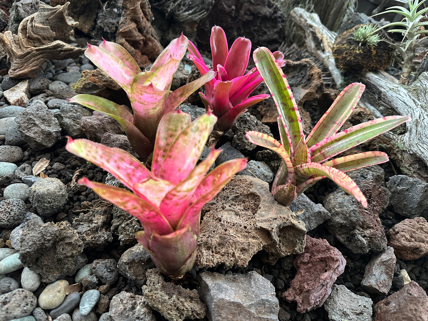 Assorted Neoregelia Minis