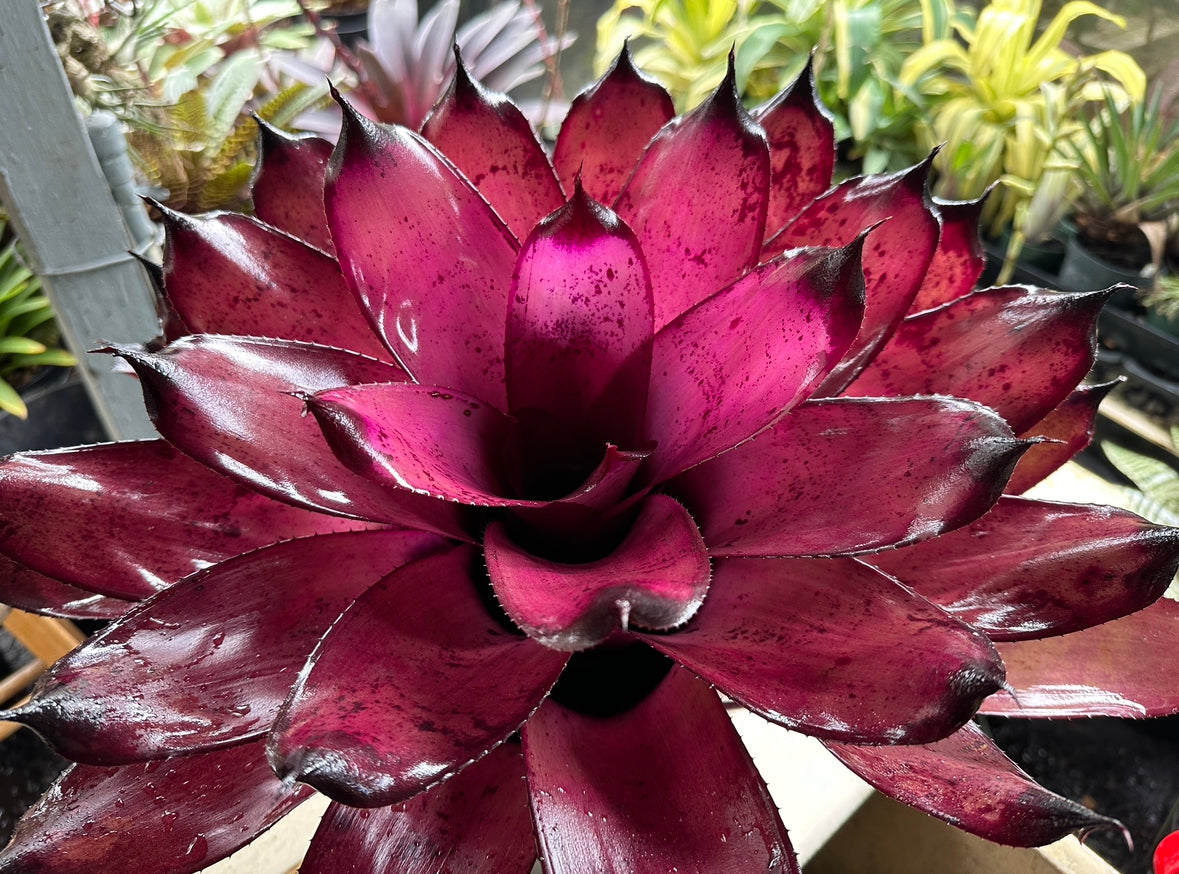 Neoregelia ‘Pahoa Days’