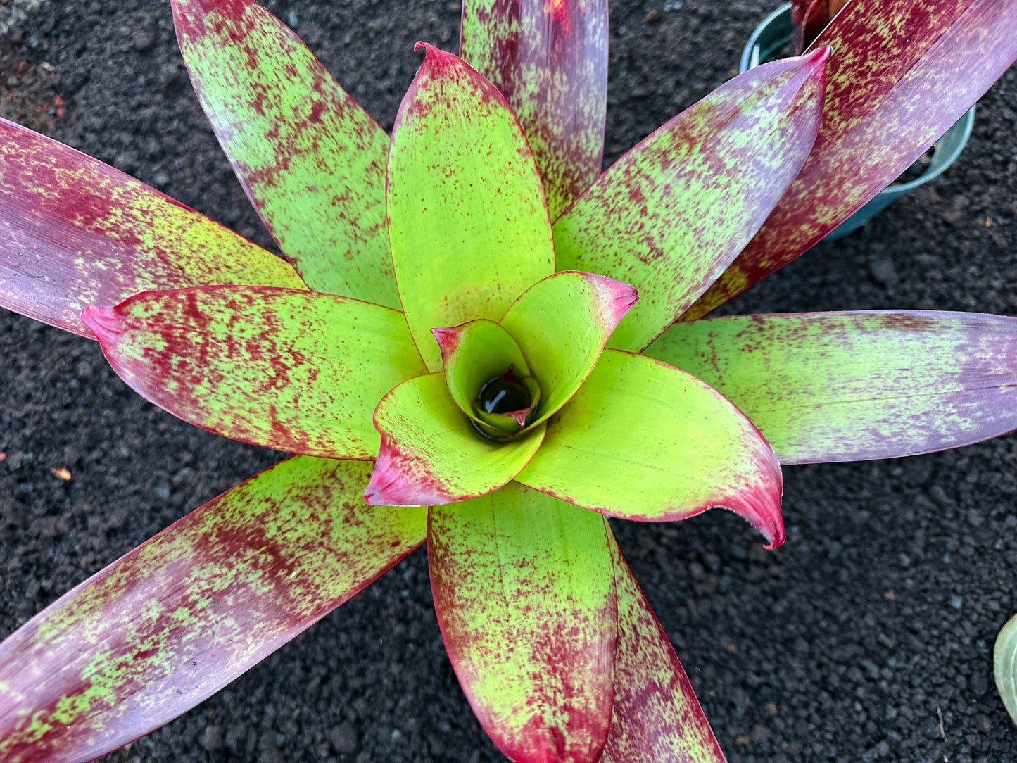 Alcantarea vinicolor