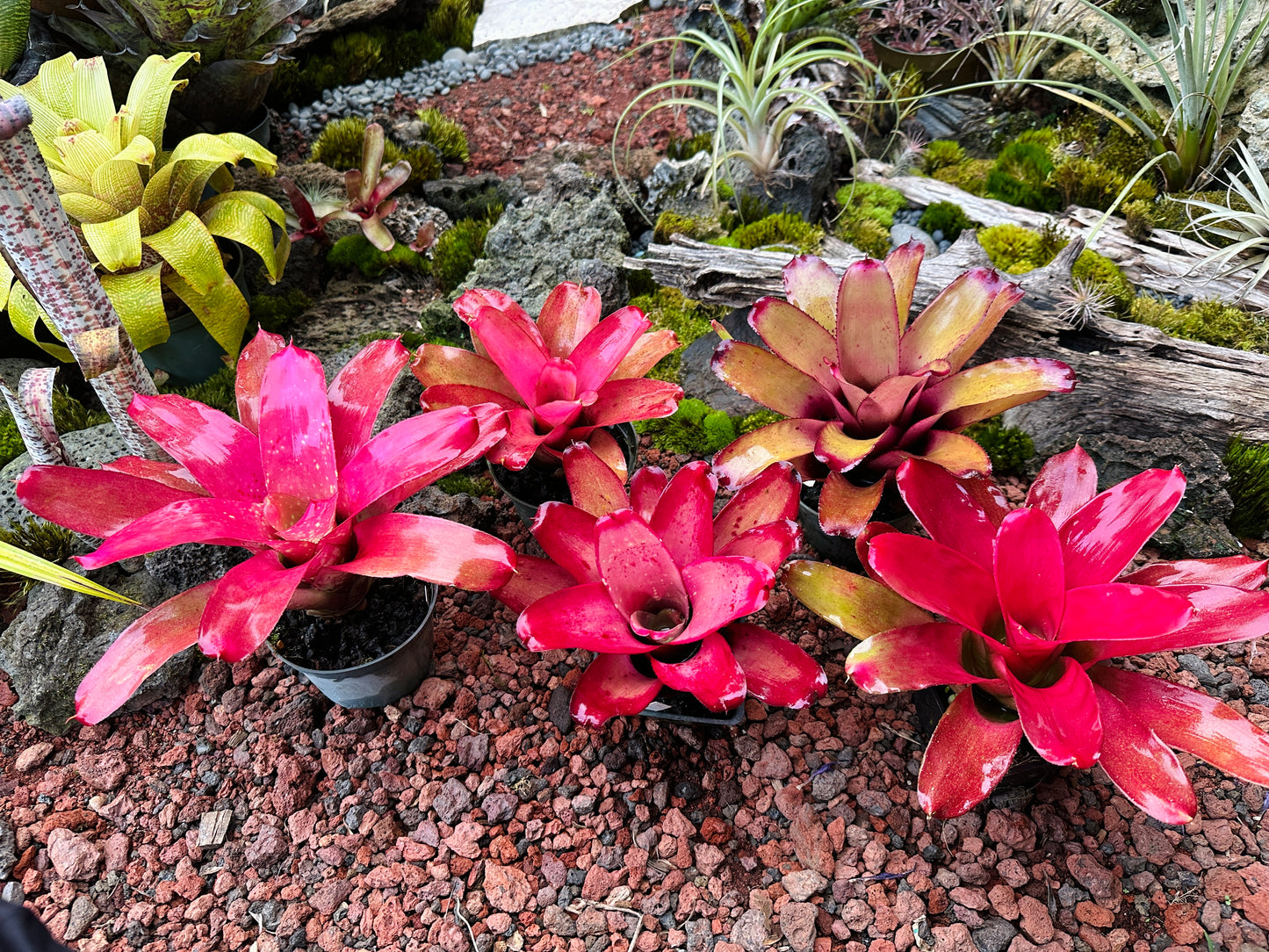 Assorted Neoregelia