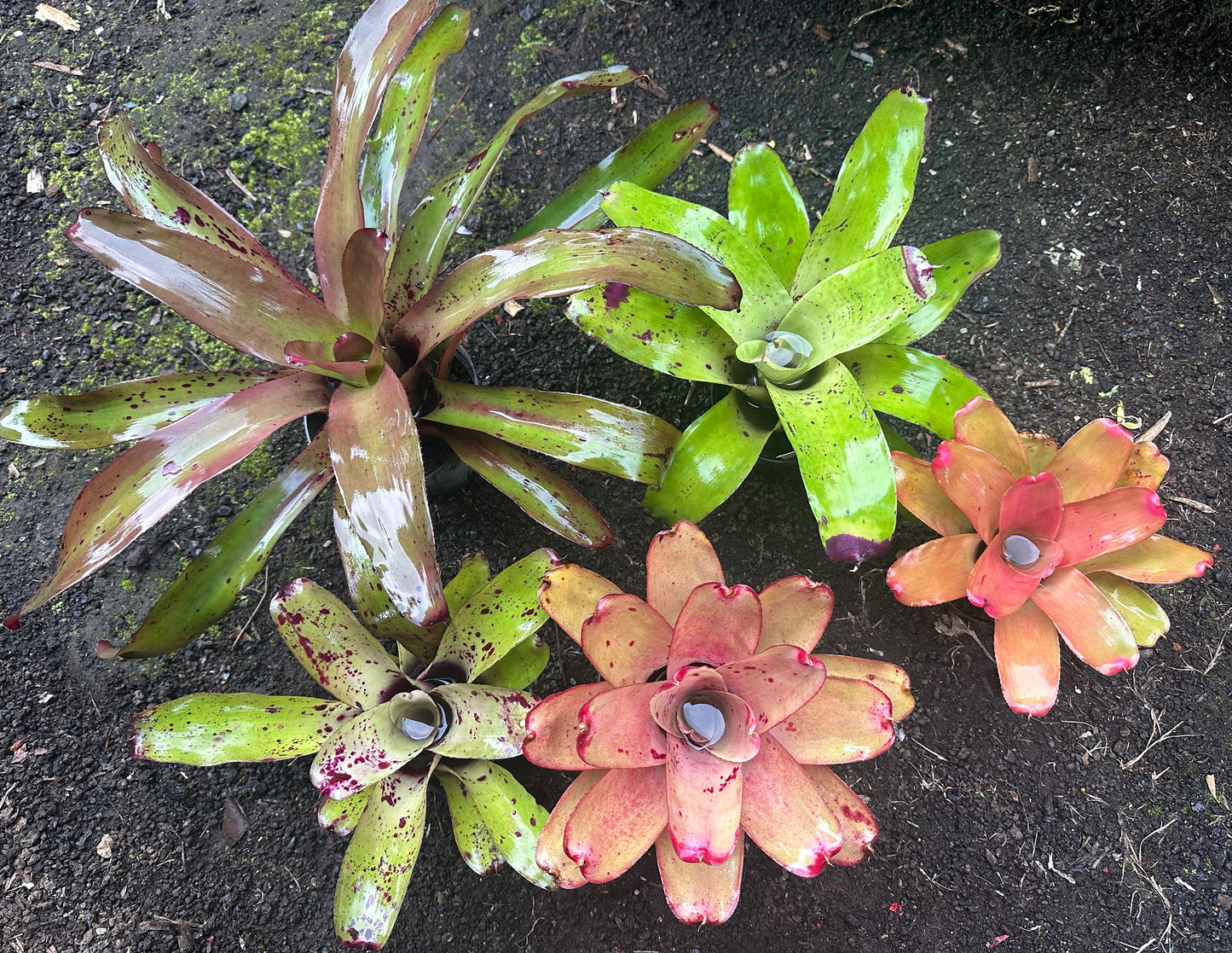 Assorted Neoregelia