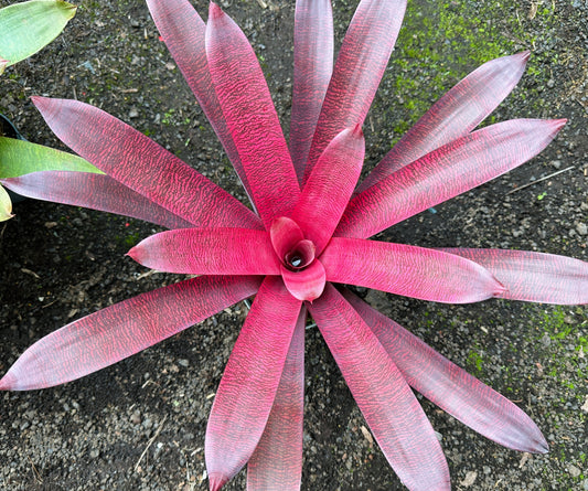 Vriesea ‘Patrice’ x ‘Hawaiian Ruby’