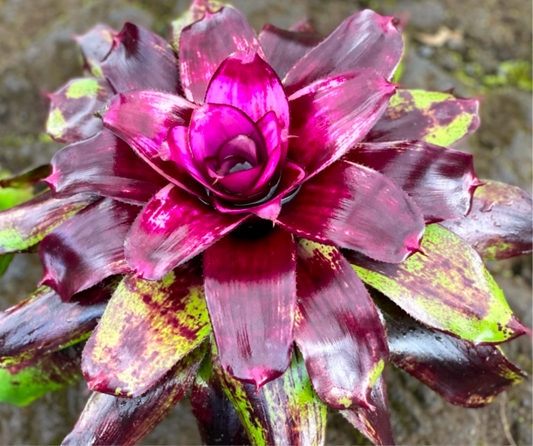 Neoregelia ‘Painted Delight’
