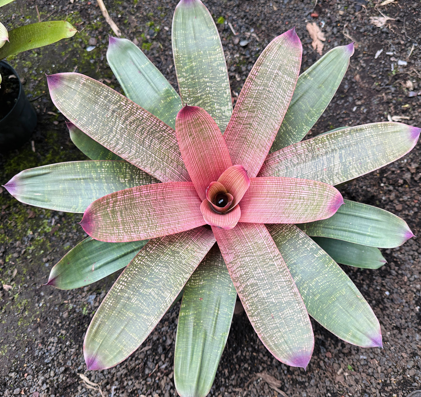 Vriesea ‘Panaewa Beauty’ x ‘Winds of Mauna Kea’