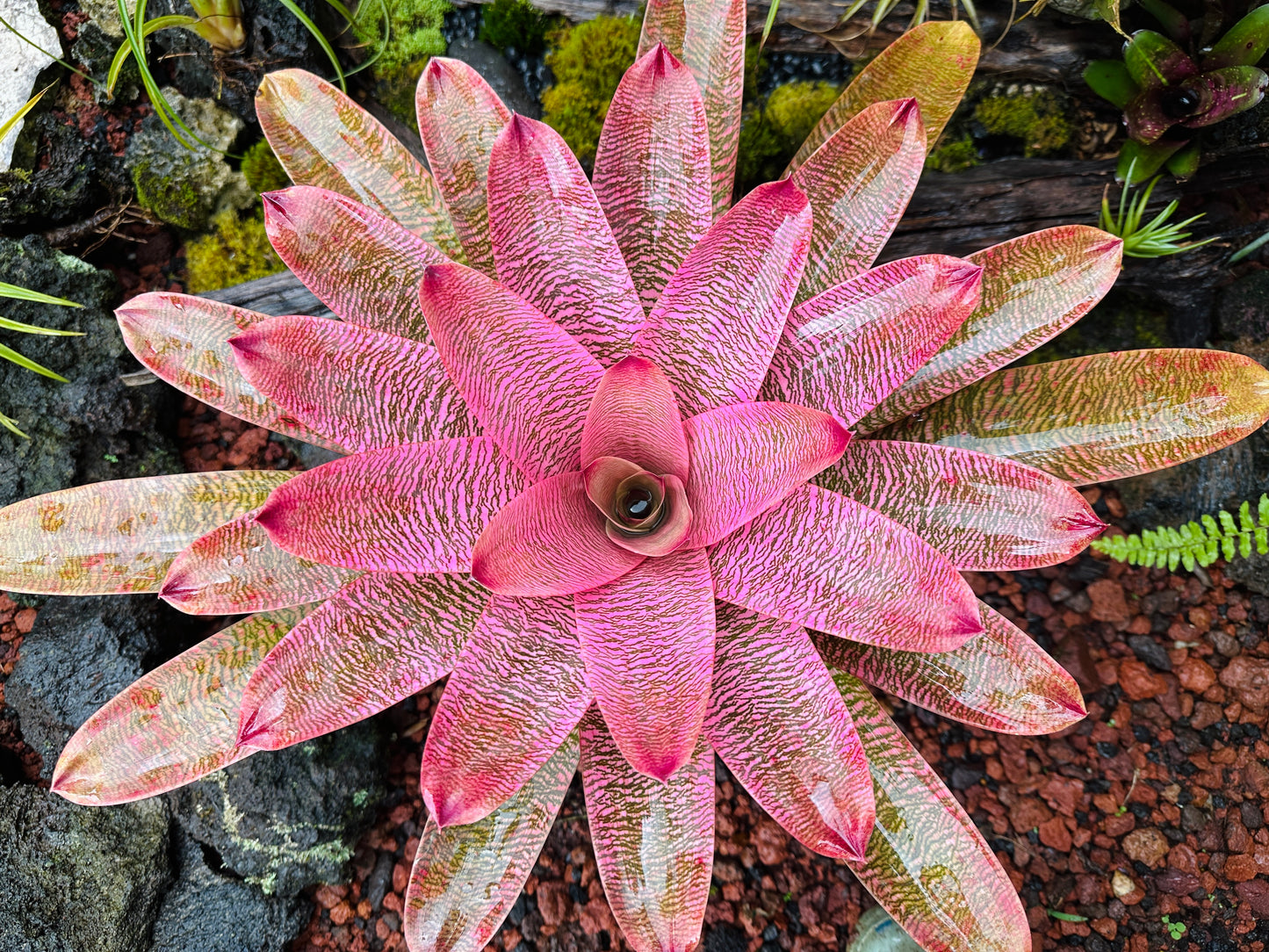 Vriesea ‘Leina’ala’ x ‘Hilo Rainbow’